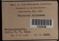 Physarum sinuosum image